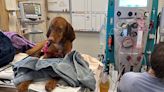 Dialysis machine at Portland veterinary hospital helps save 2 dogs