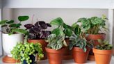 How to Get Rid of Mold on Houseplant Soil