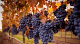 Uncorking Cabernet Sauvignon: A journey into the world’s most misunderstood red wine