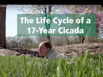 DuPage County Forest Preserve video makes the cicada life cycle easy to understand