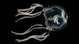 Surprising jellyfish finding challenges what’s known about learning and memory