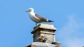 People in this town aren’t getting mail because of seagull attacks