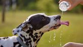 Hot dog: 7 ways to keep pets safe in hot weather; what to do during heatstroke