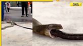 Viral video: Massive cobra pulls out entire snake from its mouth, watch