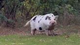 Pennsylvania Community Rallies to Find Kevin Bacon, a Footloose Pet Pig on the Run