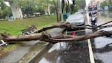 大雨狂炸台中 路樹暴雨中折腰橫躺路中 - 生活