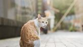 What to Do If You Find a Stray Cat