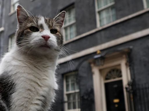 Gato ‘caçador’ do governo britânico faz sucesso nas redes enquanto Starmer se prepara para o cargo de premier