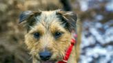Warning to all dog owners after spate of pet deaths
