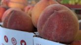 ‘This is your year to get them’: S.C. peach growers expect good crop
