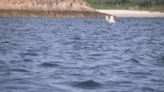 本台拍攝鯨魚再現西貢海域 水警輪在牛尾海一帶加強巡邏