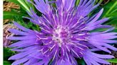 A walk under the shade: Flowers in bloom at Boone Hall Plantation