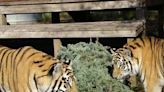 Catty Shack Ranch Wildlife Sanctuary turns Christmas trees into purr-fect present for big cats