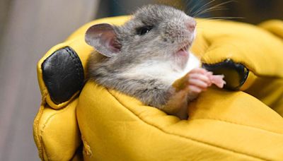 Pennsylvania joins multi-state coalition to repopulate Allegheny woodrat