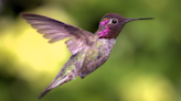 Hummingbirds have two creative strategies for flying through tight spaces