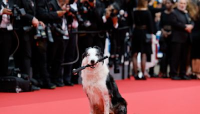 Perrito 'Messi' se apodera del festival de Cannes