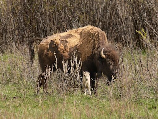 Native American ceremony will celebrate birth of white buffalo calf in Yellowstone park