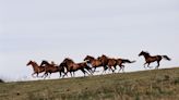 A New Study Shows Us When Horses Began to Play Such a Central Role in Human Civilization