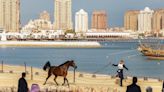 Qatar : pour ses pur-sang arabes, Doha dépense sans compter