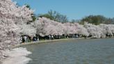 Cherry blossoms in DC hit peak bloom as dark cloud of removal looms