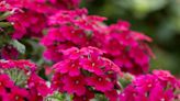 Is Verbena a Perennial or Annual Plant?