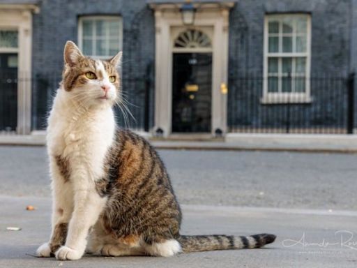 英國首相官邸收養新小貓！ 「首席捕鼠大臣」有徒弟了