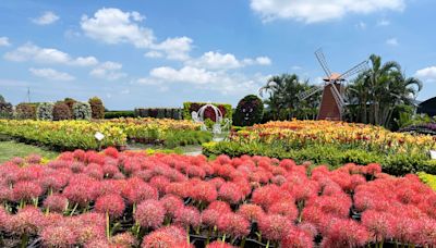 中社觀光花市火球花盛開 觀賞期至7月中旬 (圖)