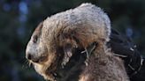 La famosa marmota estadounidense Phil pronostica una primavera temprana