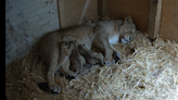 London Zoo welcomes three lion cubs from endangered species