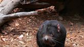 Saturday Citations: Irrationality modeled; genetic basis for PTSD; Tasmanian devils still endangered