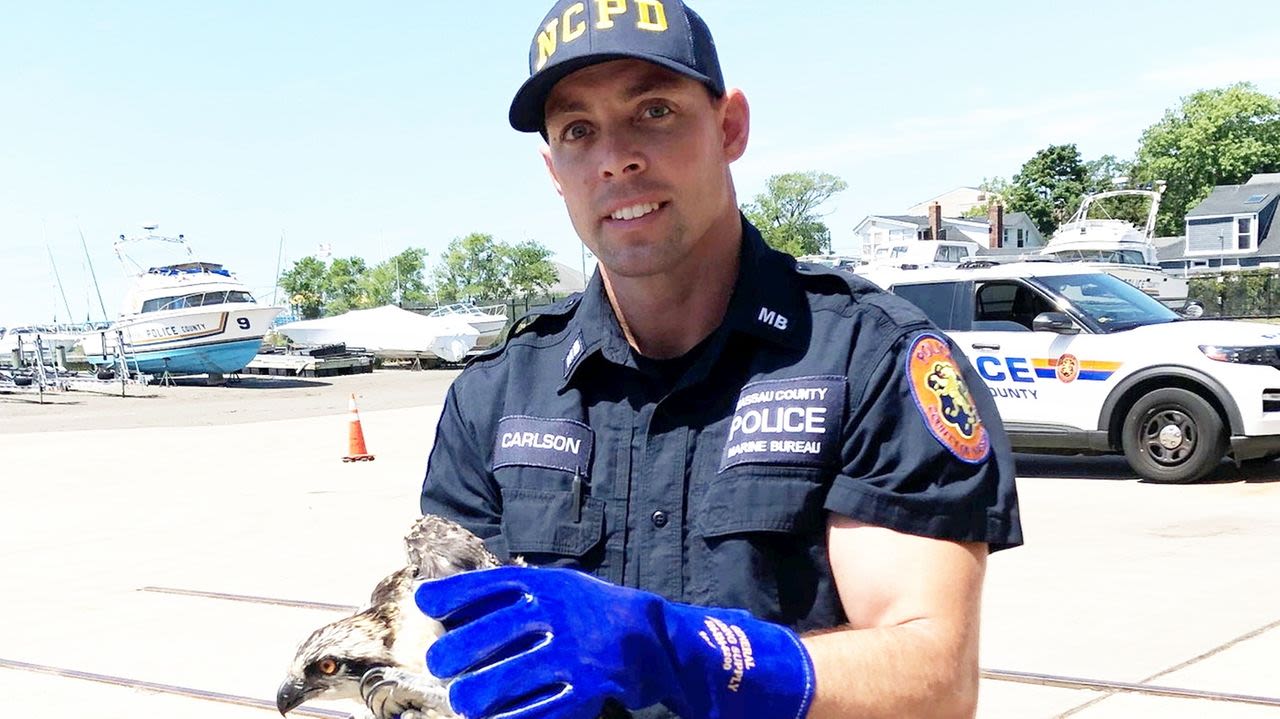 Nassau police rescue injured osprey near bay in East Rockaway