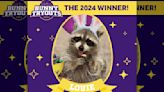 Cadbury's New Bunny Of The Year Is ... A Raccoon?