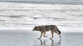 Coyote: Vermilion beachgoer catches ‘rare’ close-up