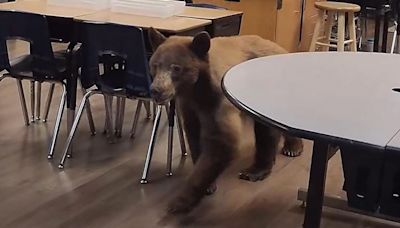 Bear surprises teacher as she prepares classroom for 1st day of school