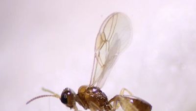 'Alien' xenomorph wasp that bursts from a fly's abdomen found in US