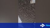 More than 150,000 bees discovered living in ceiling of home