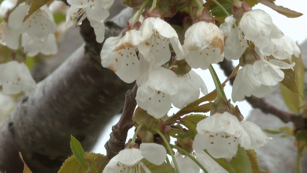 Magnificent May: Northern Michigan blossoms draw tourists and photographers