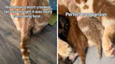 Woman thinks cat has broken tail, then kittens reveal truth about her DNA