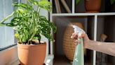 Gardening expert shares easy solution to get rid of house plant pests