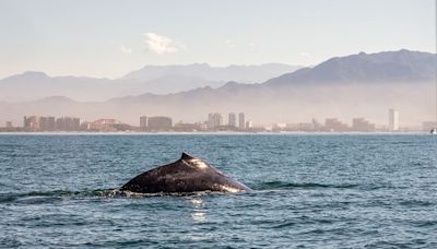 60 ballenas piloto quedaron varadas en la costa de Australia Occidental