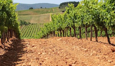 Mauro Alberto García, de Bodegas Mauro: ‘El godello compite con las grandes uvas blancas del mundo’