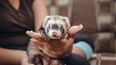 Are Ferrets Good Pets? What You Need to Know