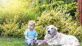 Golden Retriever's Sweet Way of Sharing Toys with Toddler Brother Is Everything