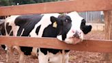 明年零關稅！防紐西蘭進口乳衝擊 衛福部公告「鮮乳品名標示」草案
