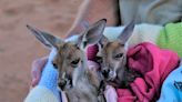Rescue Worker Waking Up Orphaned Baby Kangaroos Is the Definition of Sweetness