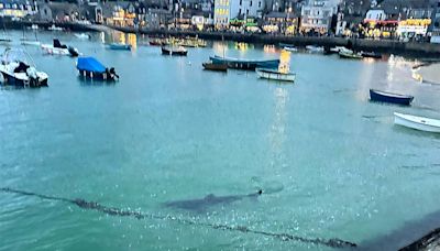 Children flee water screaming after 10ft shark swims into Cornwall harbour