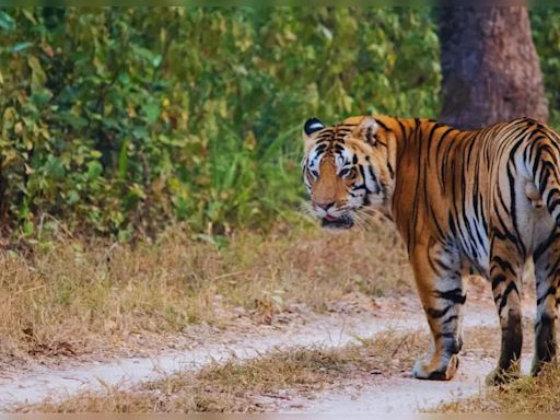 Bor Tiger Reserve: A look inside India’s smallest tiger reserve