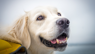 Golden Retriever's Funny Game of 'Closet Hide-n-Seek' Is Simply the Best