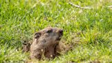 Groundhog Day 2023 results: See them here