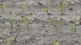 Rainfall slows farmers as optimal planting window shrinks